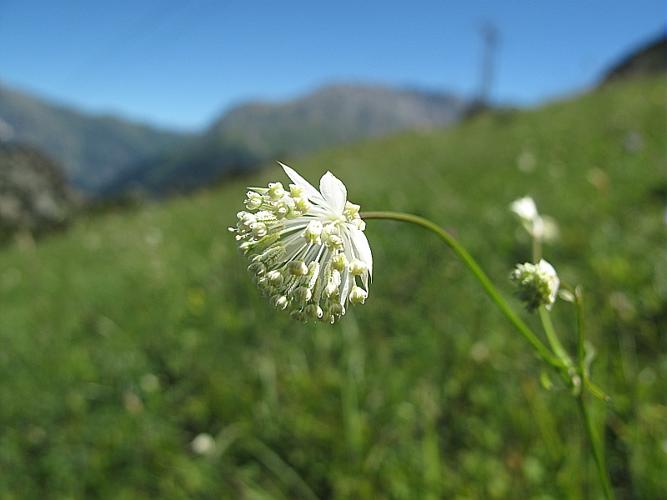 Astrantia minor L., 1753 © BILLARD Gilbert