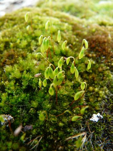 Bryum capillare Hedw. © GARRAUD Luc