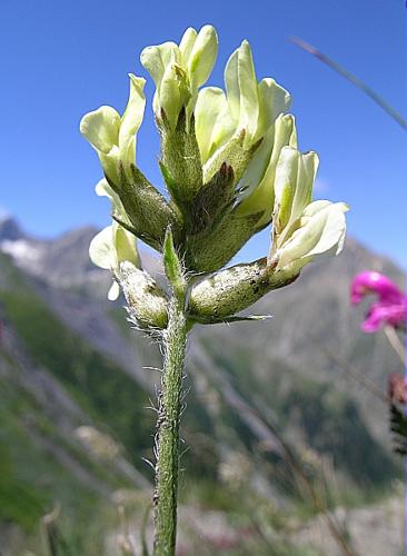 Oxytropis campestris (L.) DC. © VILLARET Jean-Charles