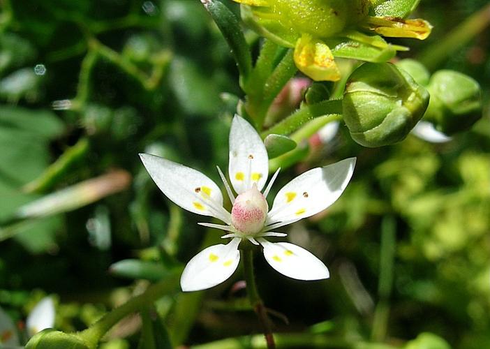 Saxifraga stellaris L. subsp. robusta (Engler) Gremli © VILLARET Jean-Charles