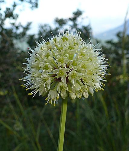 Allium victorialis L. © VILLARET Jean-Charles