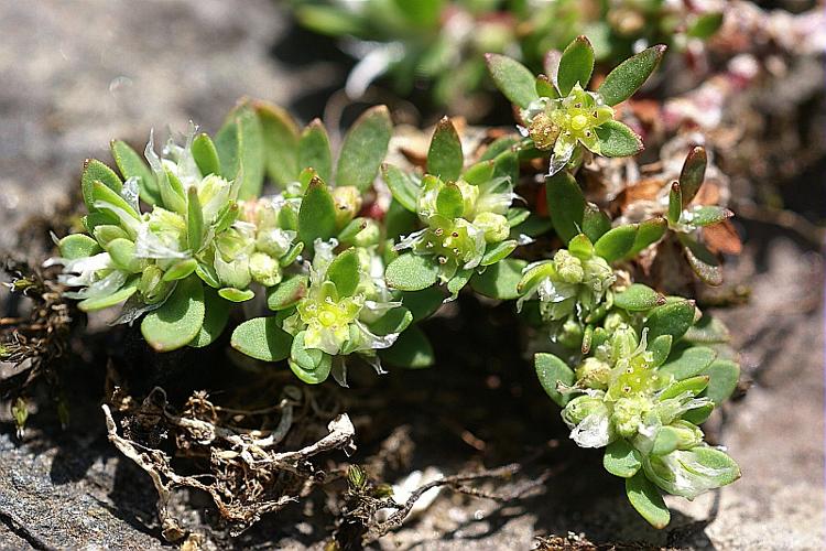 Paronychia polygonifolia (Vill.) DC., 1805 © PACHES Gilles