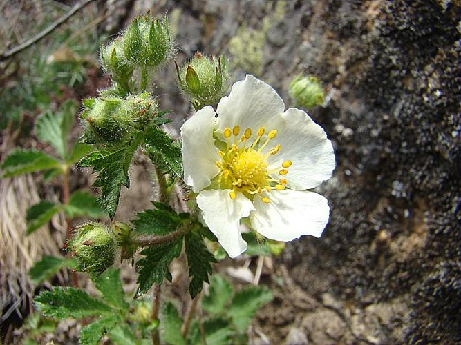 Potentilla rupestris L. © VILLARET Jean-Charles