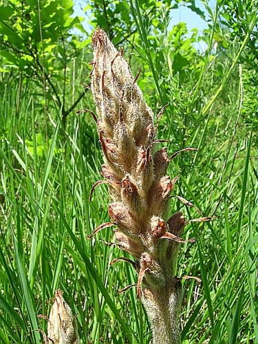 Orobanche rapum-genistae Thuill. © VILLARET Jean-Charles