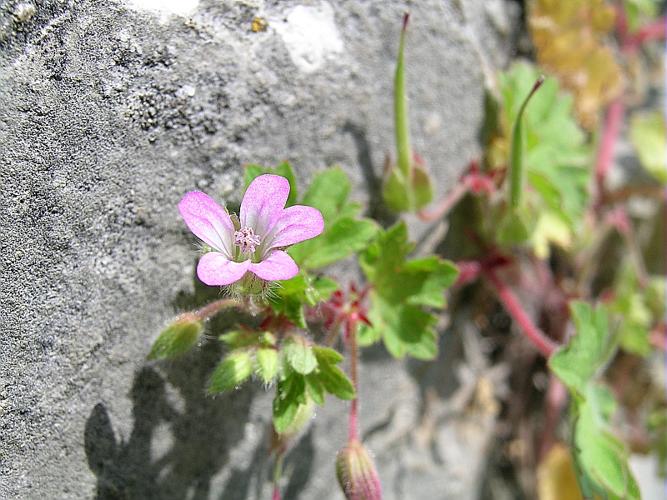 Geranium rotundifolium L. © VILLARET Jean-Charles