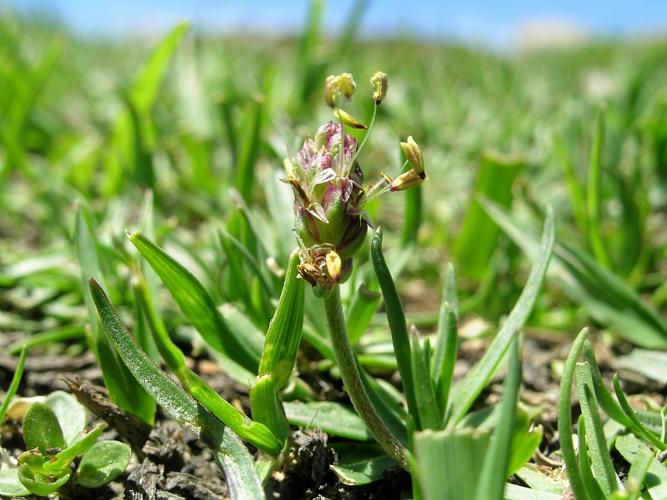 Plantago alpina L. © VILLARET Jean-Charles