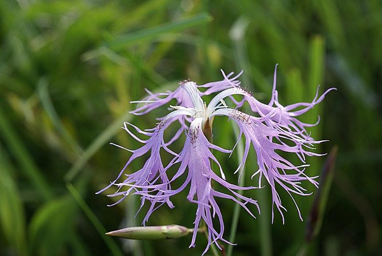 Dianthus superbus L. subsp. superbus © PACHES Gilles