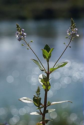 Veronica anagallis-aquatica L., 1753 © PACHES Gilles