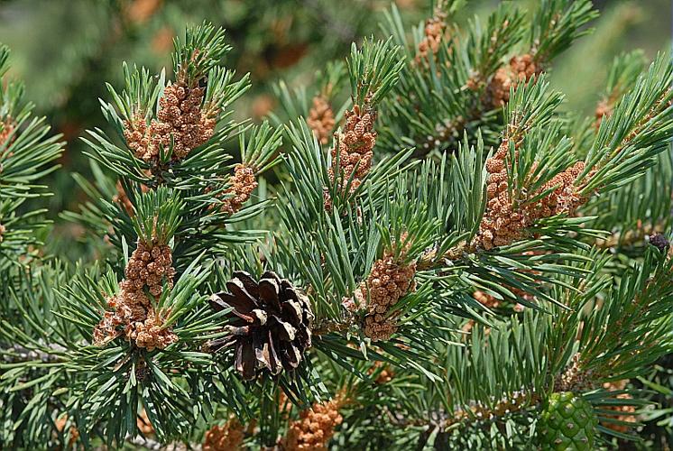 Pinus sylvestris L. © DALMAS Jean-Pierre