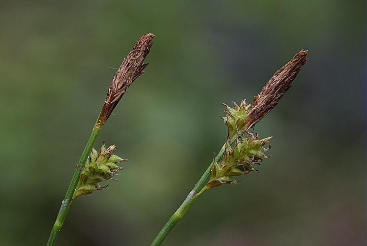 Carex umbrosa Host © PACHES Gilles