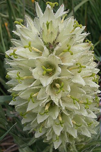 Campanula thyrsoides L. subsp. thyrsoides © VILLARET Jean-Charles