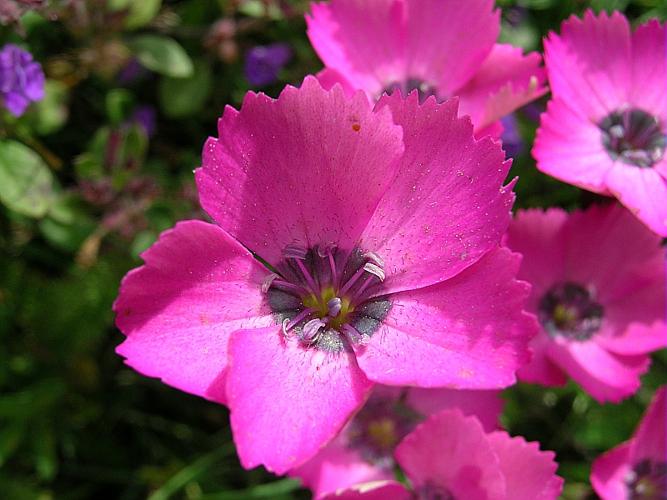 Dianthus pavonius Tausch © VILLARET Jean-Charles