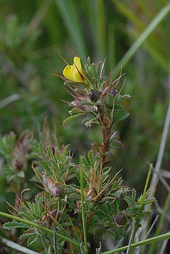 Ononis minutissima L. © DALMAS Jean-Pierre