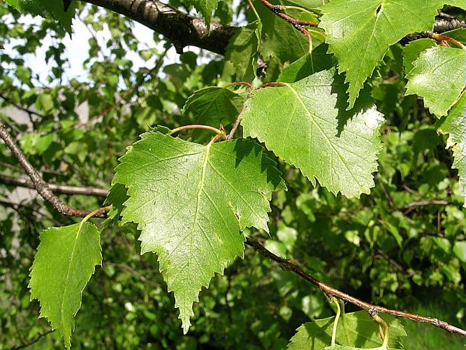 Betula pendula Roth © VILLARET Jean-Charles