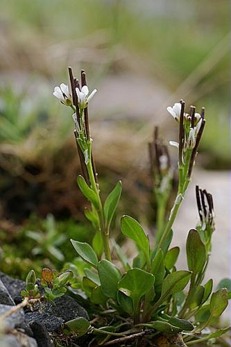 Cardamine alpina Willd., 1800 © PACHES Gilles