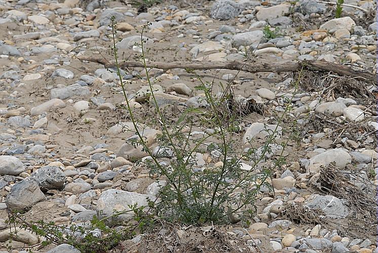 Scrophularia canina subsp. juratensis (Schleich. ex Wydler) Bonnier & Layens, 18 © DALMAS Jean-Pierre