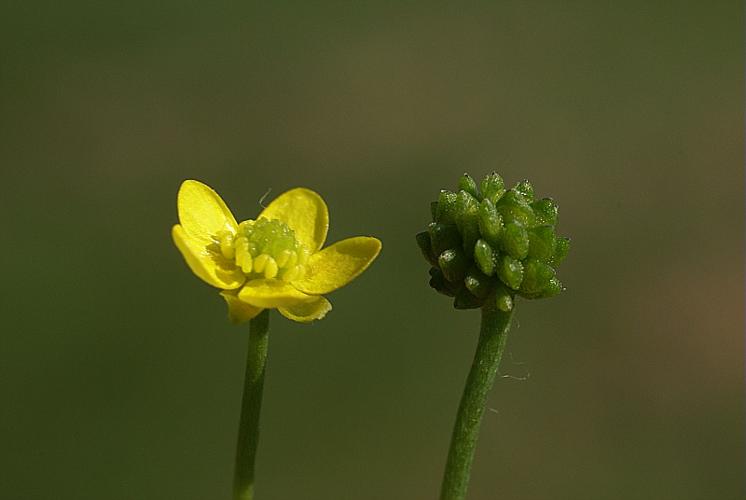 Ranunculus ophioglossifolius Vill., 1789 © PACHES Gilles