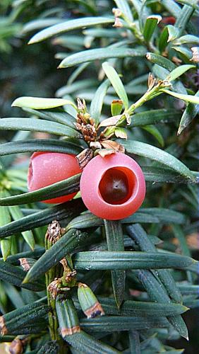 Taxus baccata L. © GARRAUD Luc