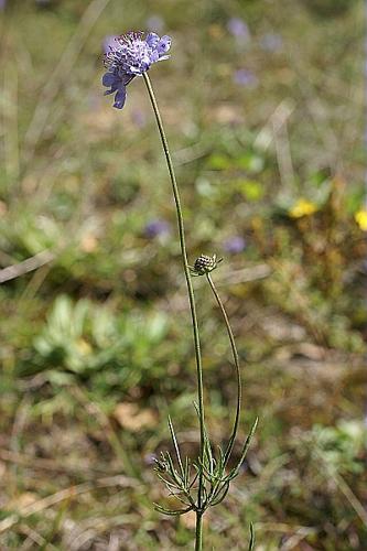 Scabiosa canescens Waldst. & Kit. © PACHES Gilles