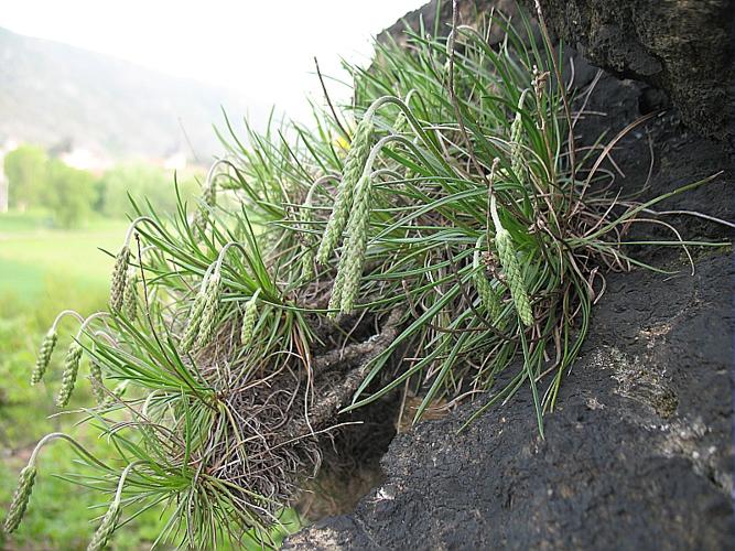 Plantago holosteum Scop. © BILLARD Gilbert