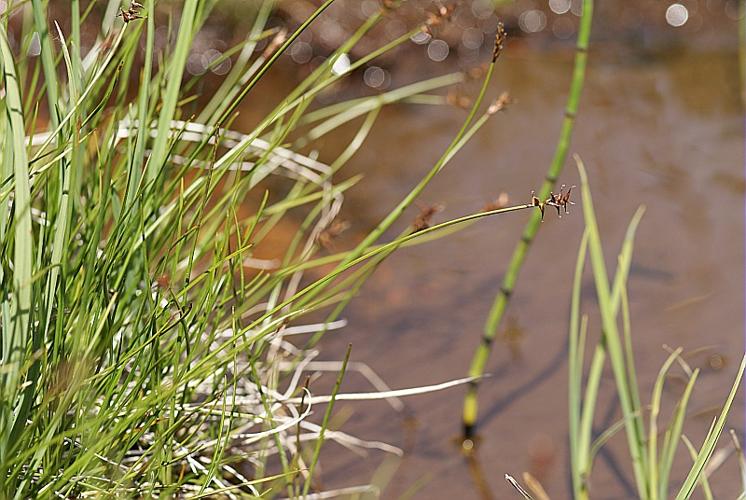 Carex davalliana Sm. © BONNET Véronique