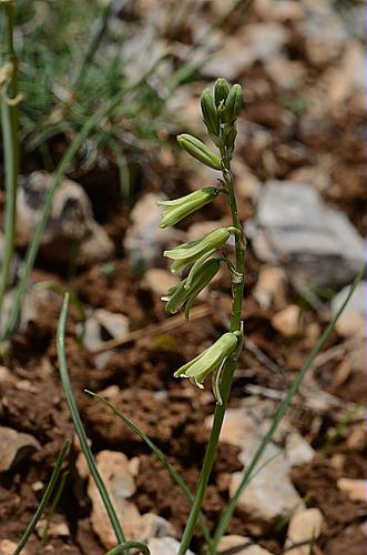 Dipcadi serotinum (L.) Medik. © GARRAUD Luc