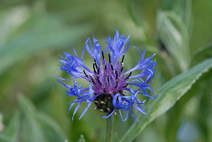 Cyanus montanus (L.) Hill, 1768 © DALMAS Jean-Pierre