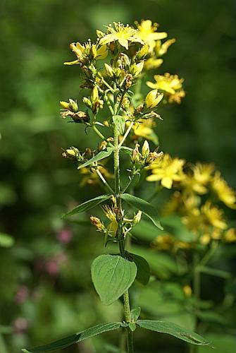 Hypericum hirsutum L. © PACHES Gilles