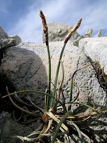 Carex rupestris All. © VILLARET Jean-Charles
