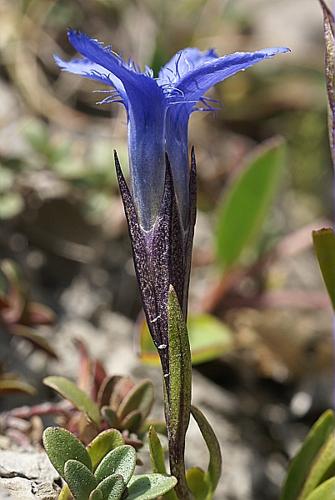 Gentianella ciliata (L.) Borckh. © PACHES Gilles