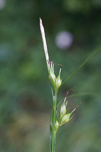 Carex depauperata Curtis ex With. © PACHES Gilles