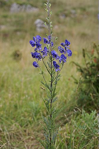 Aconitum napellus L. © PACHES Gilles