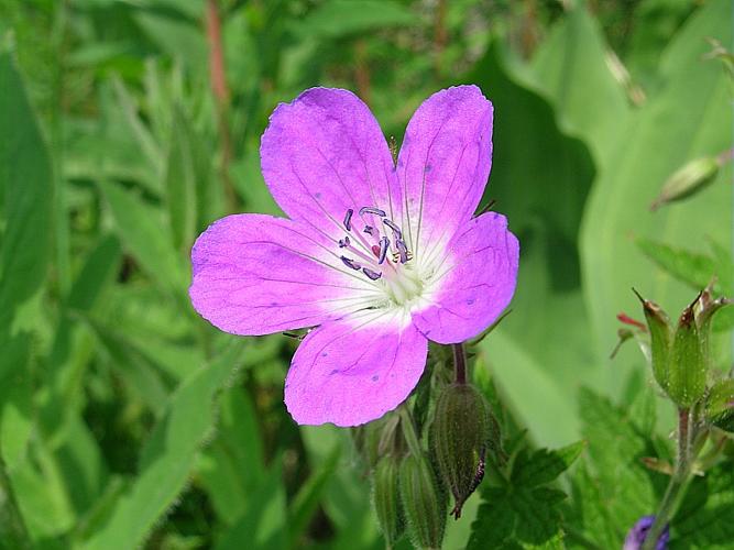 Geranium sylvaticum L. © VILLARET Jean-Charles