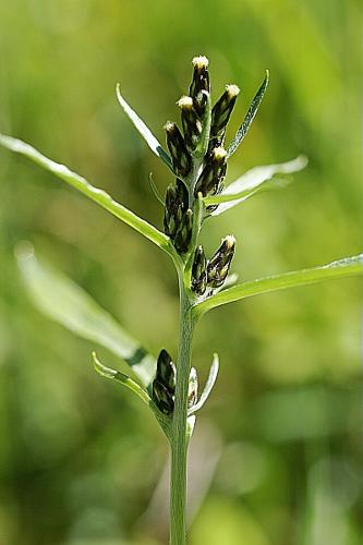 Omalotheca norvegica (Gunn.) Schultz Bip. & F.W. Schul © PACHES Gilles