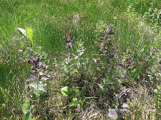 Bartsia alpina L., 1753 © BILLARD Gilbert