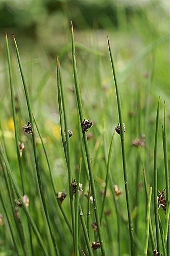 Juncus arcticus Willd. © PACHES Gilles