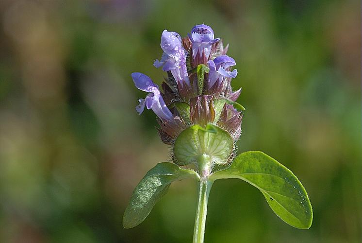 Prunella vulgaris L., 1753 © DALMAS Jean-Pierre