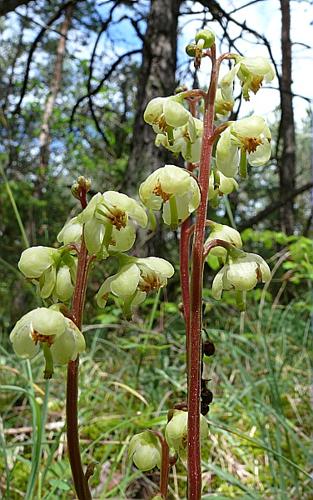 Pyrola chlorantha Swartz © VILLARET Jean-Charles