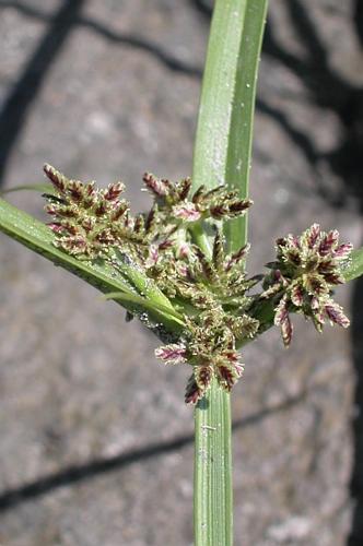 Cyperus fuscus L. © VILLARET Jean-Charles