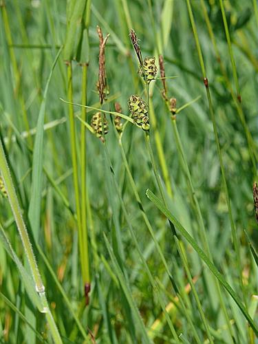 Carex tomentosa L. © MIKOLAJCZAK Alexis