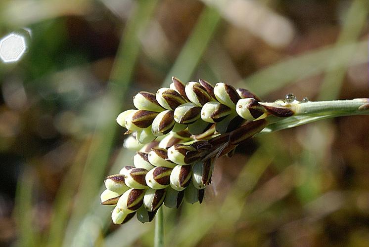 Carex bicolor All. © PACHES Gilles