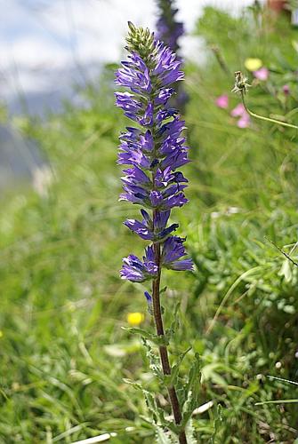 Campanula spicata L. © PACHES Gilles