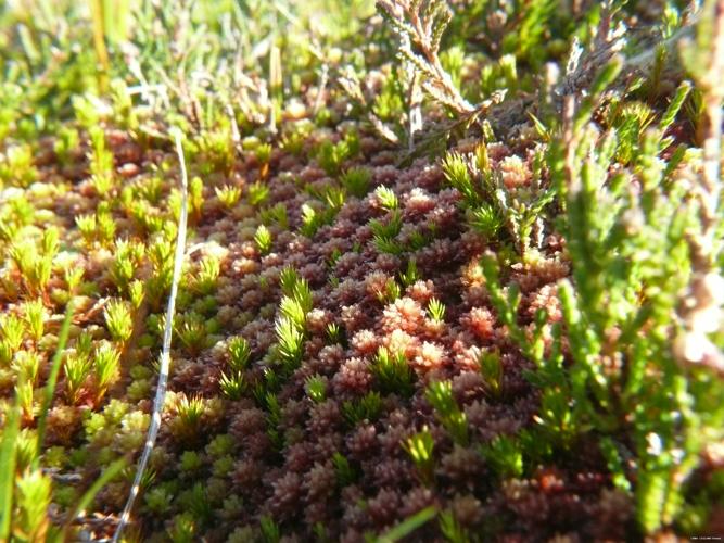 Sphagnum capillifolium (Ehrh.) Hedw. © LEGLAND Thomas