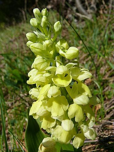 Orchis pallens L. © VILLARET Jean-Charles