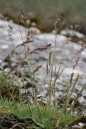 Poa badensis Haenke ex Willd. subsp. xerophila (Br.-Bl.) Kerg. var. multiflora © PACHES Gilles