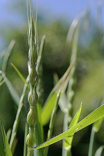 Aegilops ventricosa Tausch, 1837 © PACHES Gilles