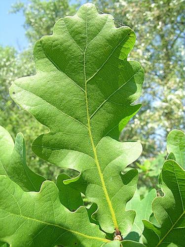 Quercus robur L., 1753 © VILLARET Jean-Charles