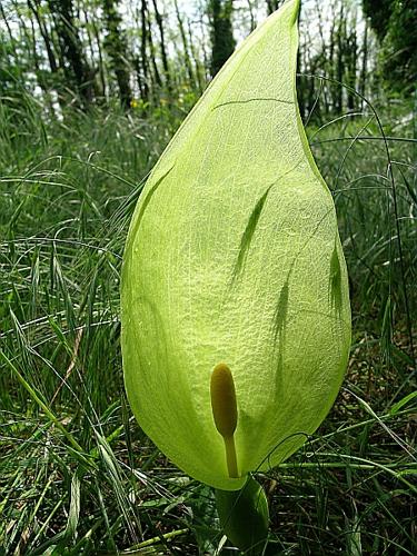 Arum italicum Mill., 1768 © VILLARET Jean-Charles