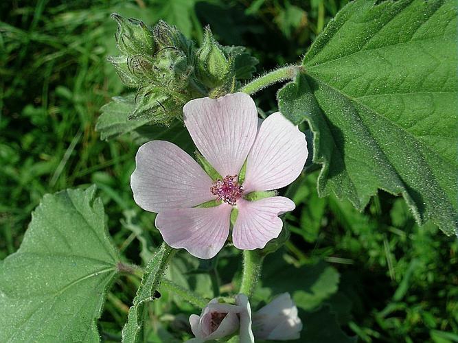 Althaea officinalis L. © VILLARET Jean-Charles