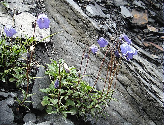 Campanula cochleariifolia Lam. © GUITTET Jean